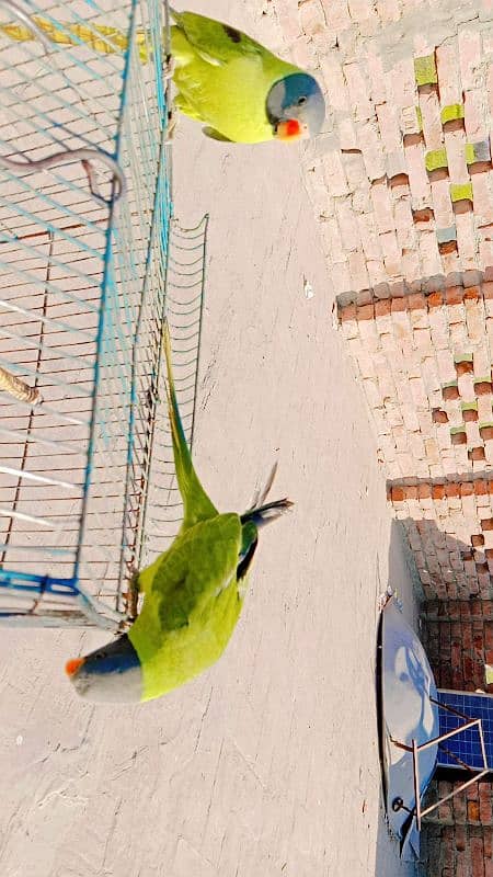 kashmiri beautiful breadar parrots 3