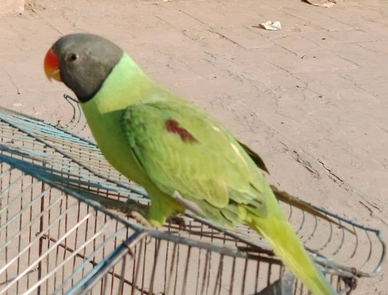 kashmiri beautiful breadar parrots 4