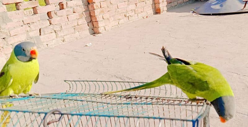 kashmiri beautiful breadar parrots 5