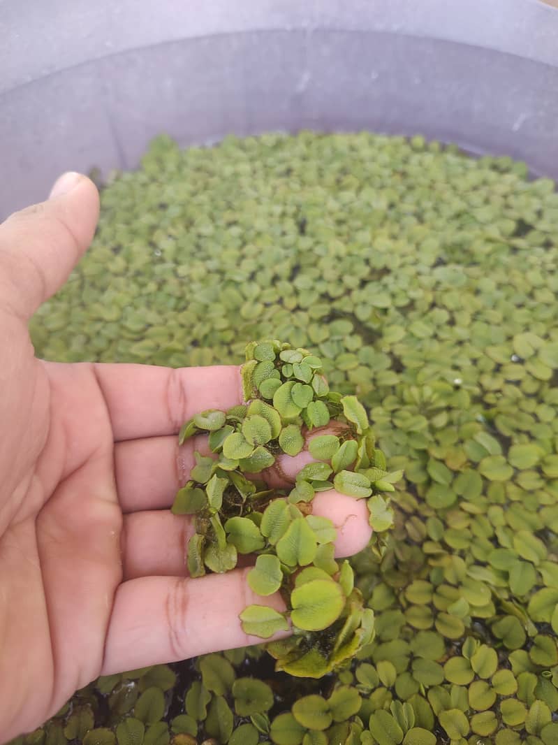 Aquatic plant (Salvinia minima) 0