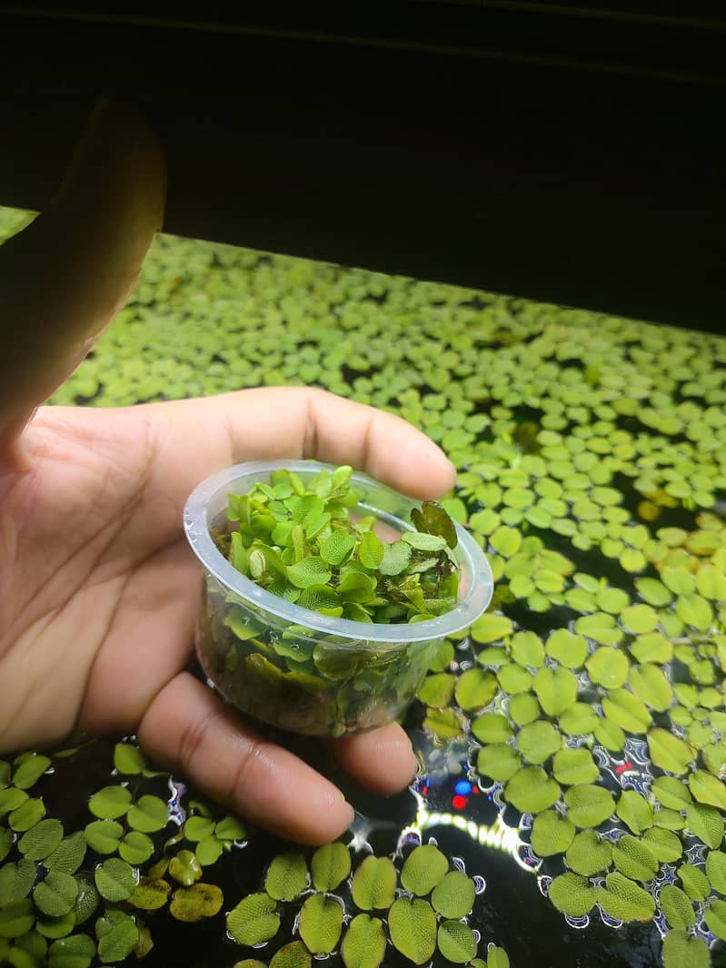 Aquatic plant (Salvinia minima) 2