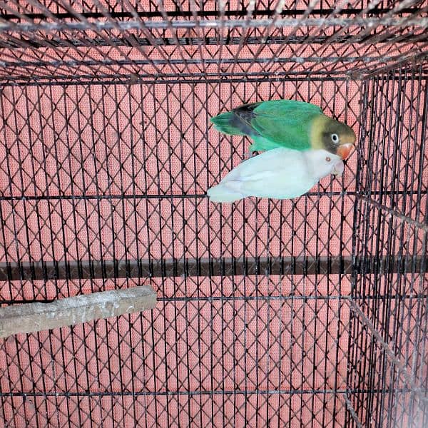 love birds all breeder pairs complete setup 0