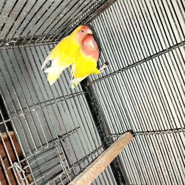 love birds all breeder pairs complete setup 1