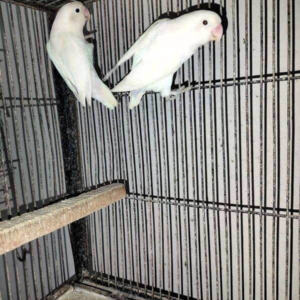 love birds all breeder pairs complete setup 2