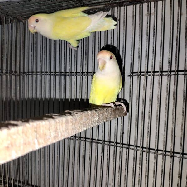 love birds all breeder pairs complete setup 3