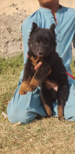 German Shepherd |black German Shepherd puppies | puppy | GSD dog