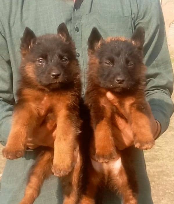 German Shepherd Dabal coat piar for sale 0