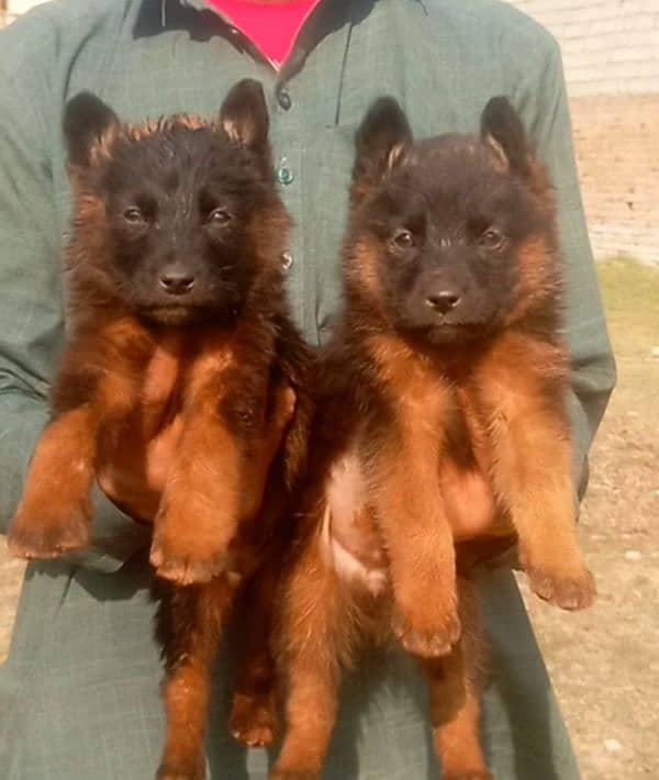 German Shepherd Dabal coat piar for sale 1