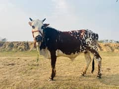 Friesian  cow /Jersey cow / Milking Cows / بھینس / cow for sale