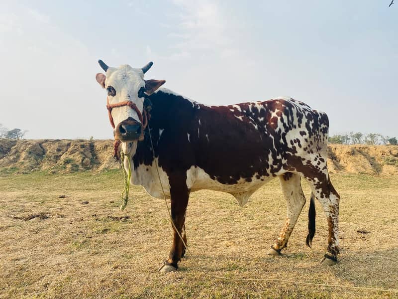 Friesian cow /Jersey cow / Cows / بھینس / cow for sale 0