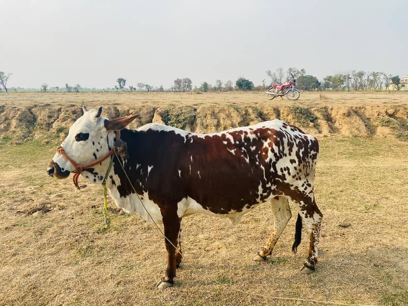 Friesian cow /Jersey cow / Cows / بھینس / cow for sale 1