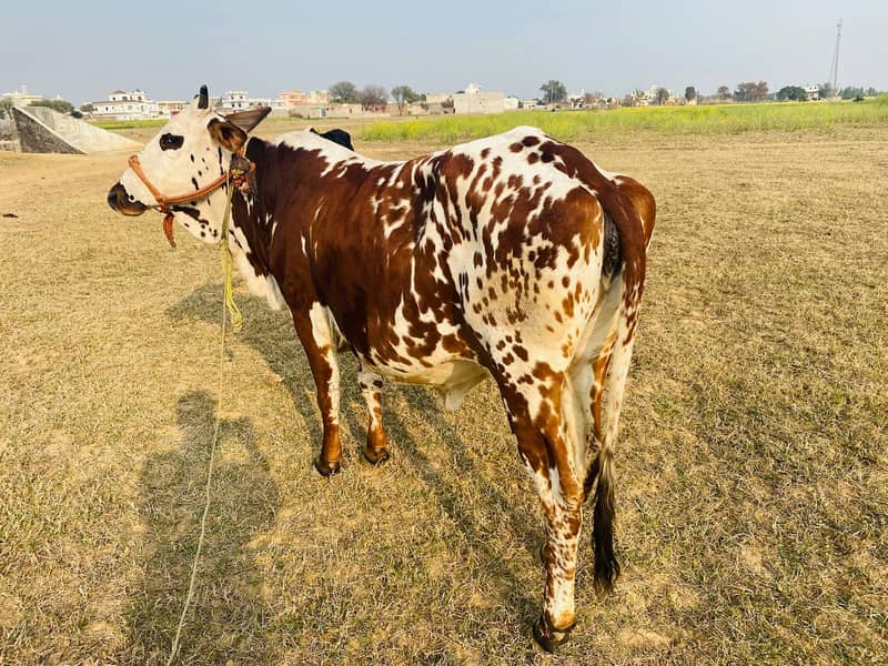 Friesian cow /Jersey cow / Cows / بھینس / cow for sale 2