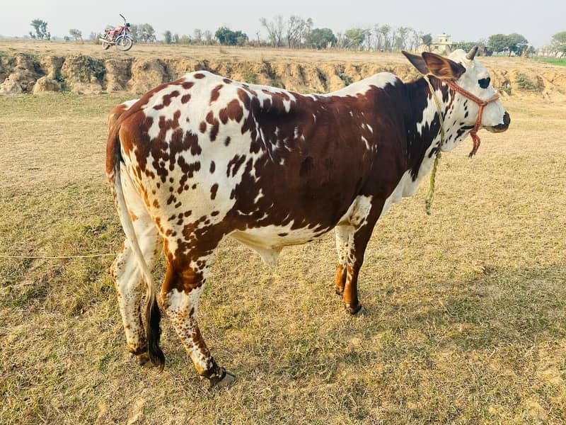 Friesian cow /Jersey cow / Cows / بھینس / cow for sale 3