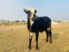 Friesian cow /Jersey cow / Cows / بھینس / cow for sale