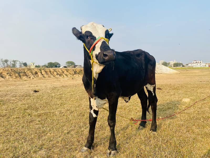 Friesian cow /Jersey cow / Cows / بھینس / cow for sale 4