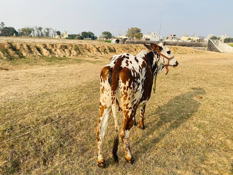 Friesian cow /Jersey cow / Cows / بھینس / cow for sale 5