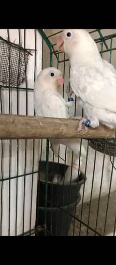 Albino breeder pair red eye Split