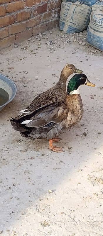 Active Ducks pair 1