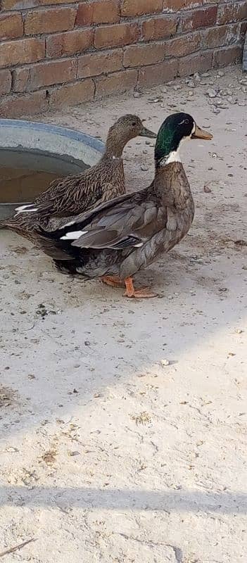 Active Ducks pair 2