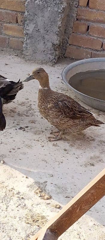 Active Ducks pair 3