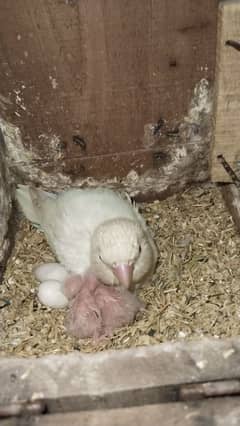 pARBLUE X ALBINO RED EYE WITH 3 CHICKS AVAILABLE DNA PAIR