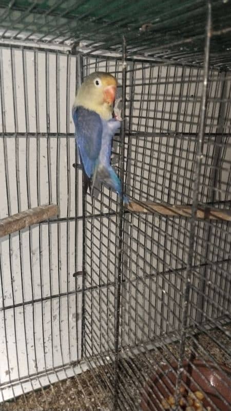 pARBLUE X ALBINO RED EYE WITH 3 CHICKS AVAILABLE DNA PAIR 2