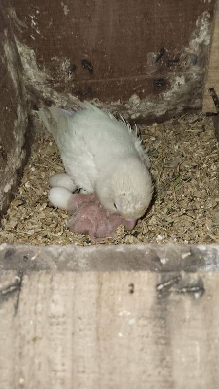 pARBLUE X ALBINO RED EYE WITH 3 CHICKS AVAILABLE DNA PAIR 3