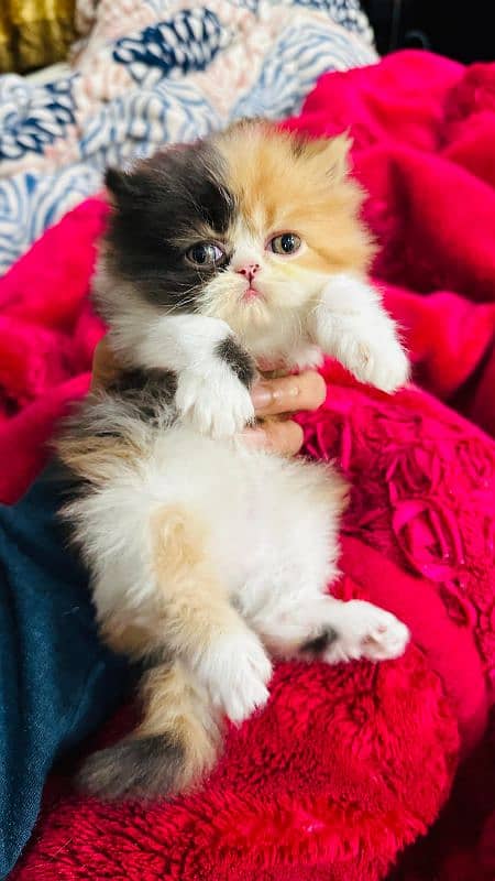 Persian Kittens 2