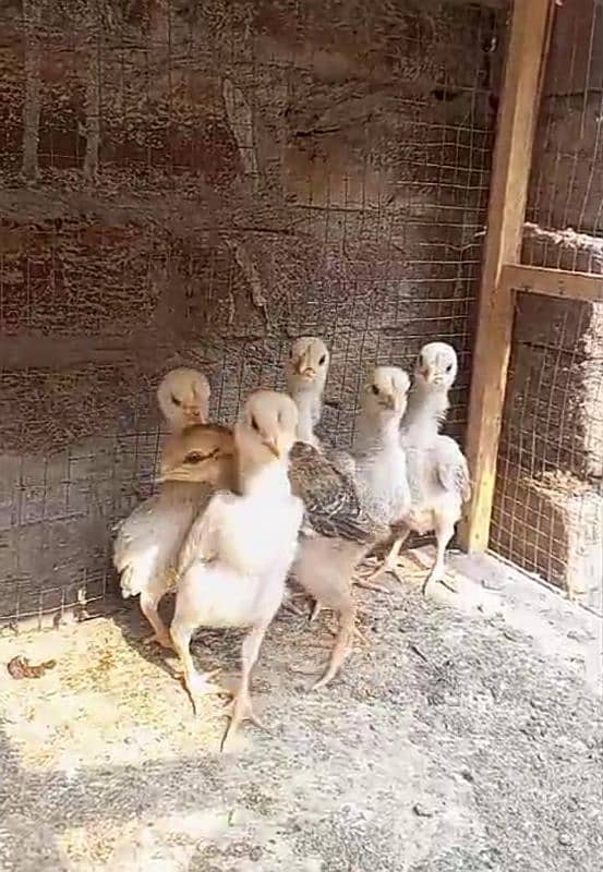 shamoos chick available for sale 0