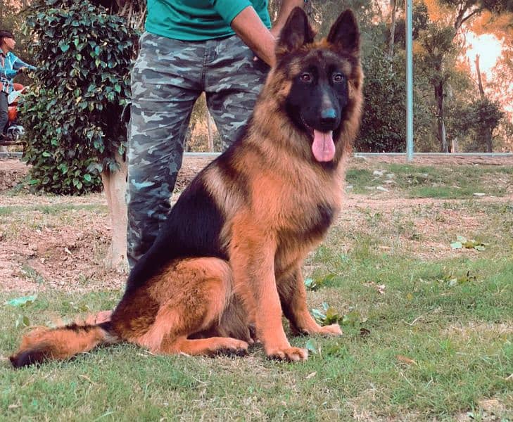 German Shepherd Male Long Coat 0