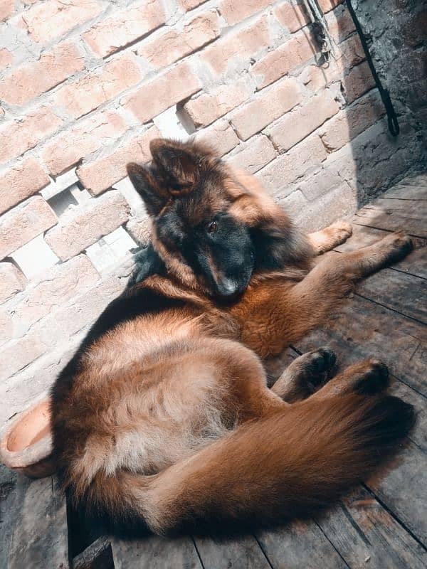 German Shepherd Male Long Coat 1