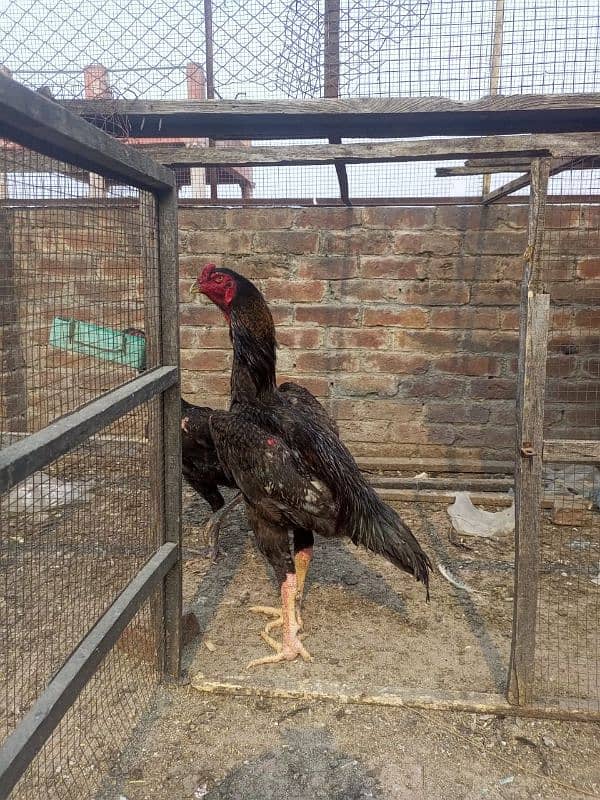 shamoos chick available for sale 1