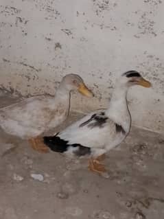 ducks pair daily breeding