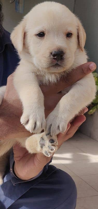 Labrador retriever puppies pedi 2