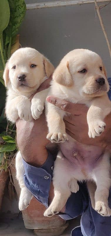 Labrador retriever puppies pedi 11