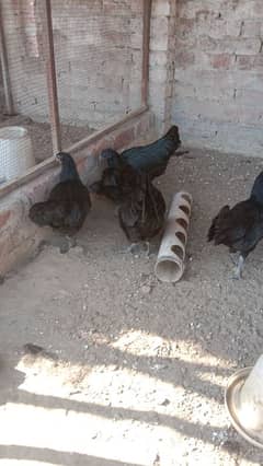 gray toung ayam cemani females