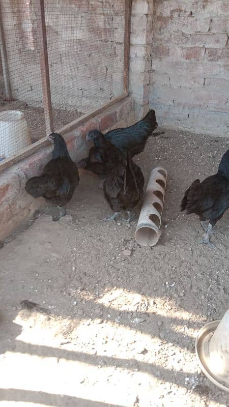 gray toung ayam cemani females 0