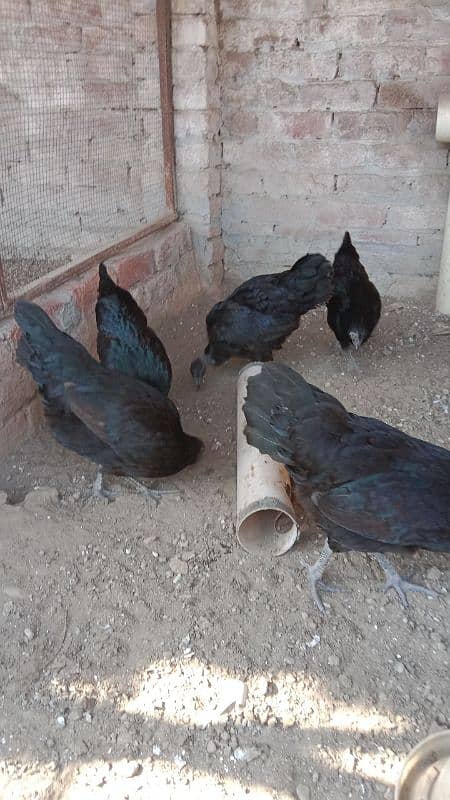 gray toung ayam cemani females 1