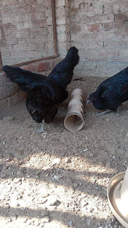 gray toung ayam cemani females 2