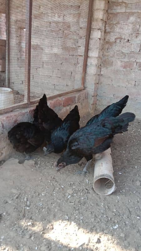 gray toung ayam cemani females 3