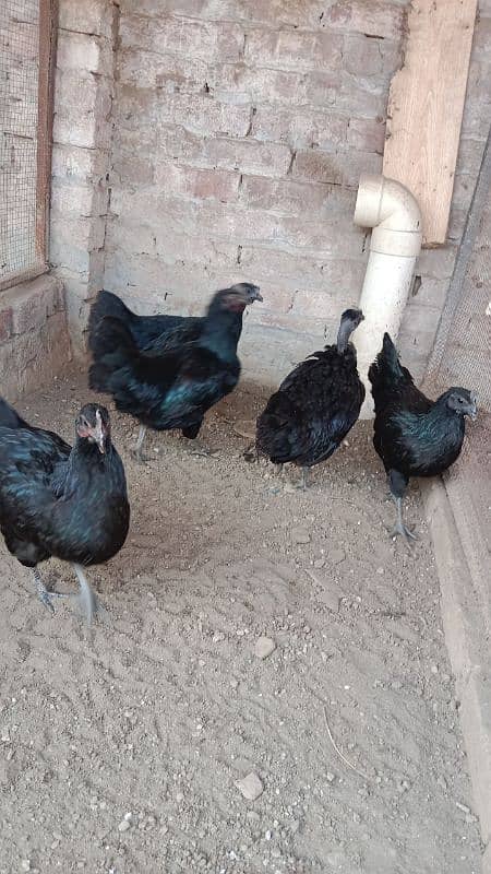 gray toung ayam cemani females 4