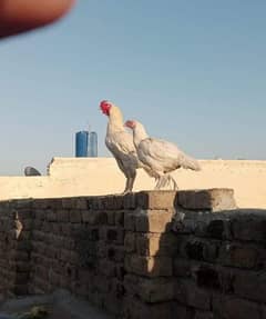 Ahmed Khan all bird available