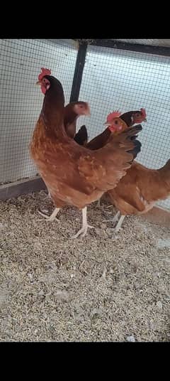 egg laying hens |Misrihens|Desihens