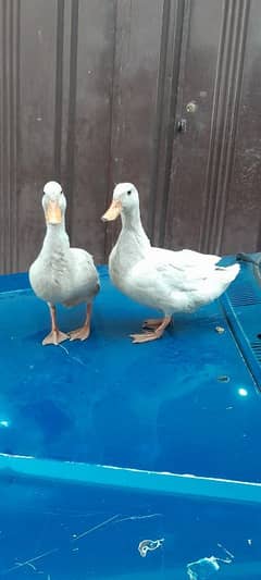 ducks