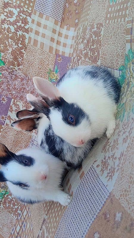 rabbits baby's for sale 1