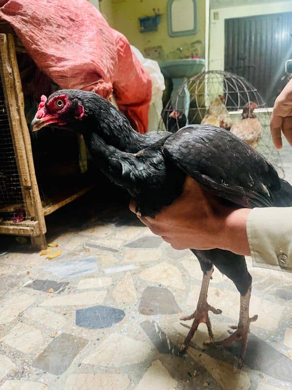 ASEEL THAI home bread hen for sale 2