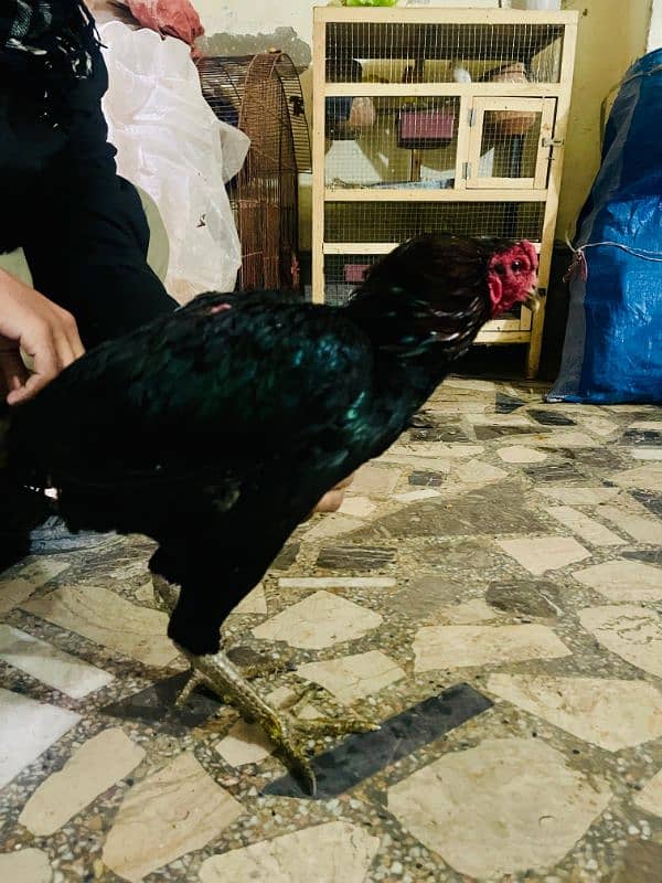 ASEEL THAI home bread hen for sale 9