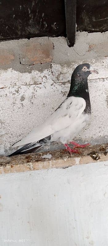 pigeon. . 1