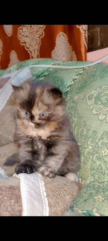 cat for sale female double coated 2