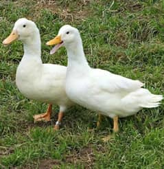 Big White beautiful Ducks Available